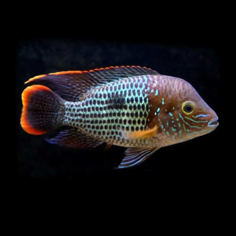 Aequidens rivulatus | Andinoacara rivulatus ~ - Imagen 2