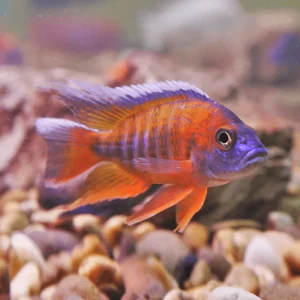 Aulonocara jacobfreibergi | Aulonocara jacobfreibergi – 5 cm