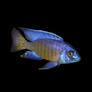 Aulonocara stuartgranti Mbenji 5 cm