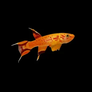 Aphyosemion Australe Hjersseni | Aphyosemion australe Hjersseni PAREJA