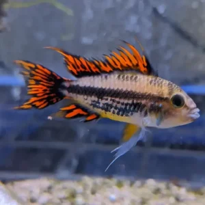 Apistograma Cacatuoides Doble Rojo | PAREJA