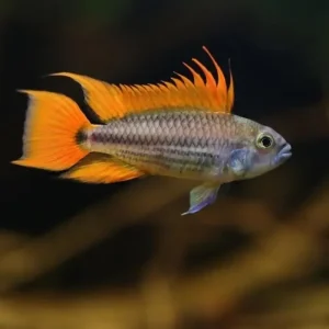 Apistograma Cacatuoides Naranja | PAREJA