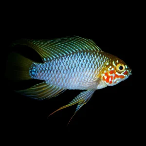 Apistograma Sp. Opal | PAREJA