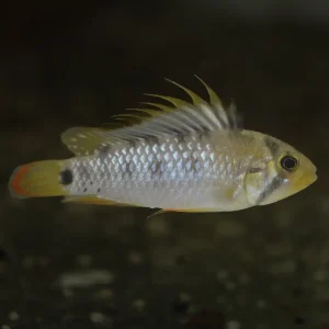 Apistogramma Inca | Apistogramma baenschi PAREJA