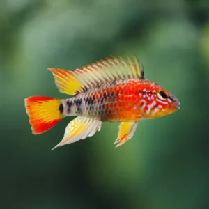 Apistogramma Gold Red Mask | Apistogramma macmasteri PAREJA