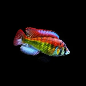 Astatotilapia aeneocolor | Astatotilapia aeneocolor – 4 cm