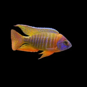 Aulonocara rubescens | Aulonocara rubescens – 10 cm