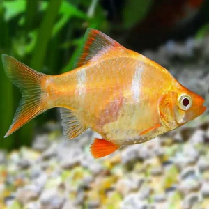 Barbo Tetrazona Oro | Puntigrus tetrazona ~