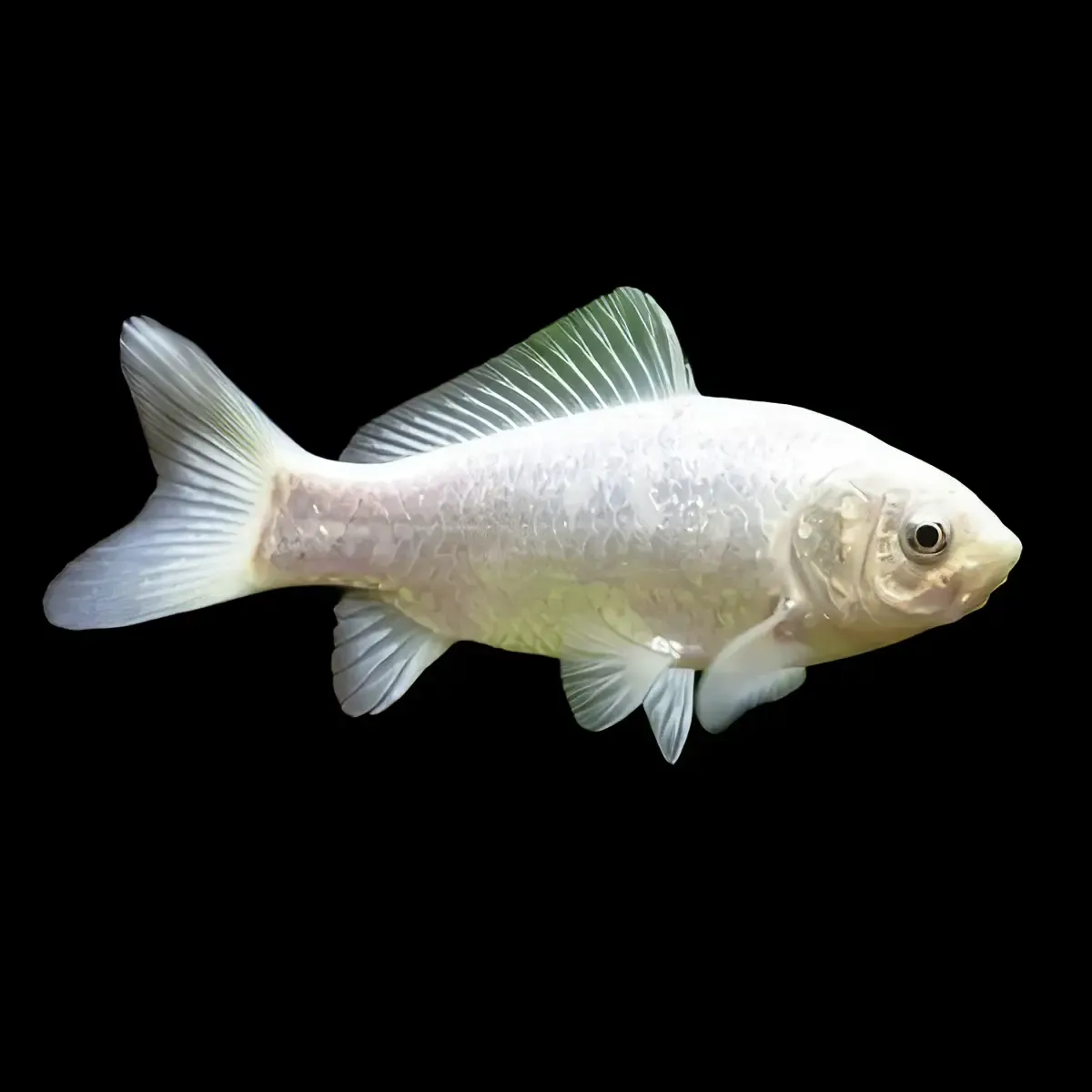 Carpa cometa blanca | Carassius auratus - Imagen 2