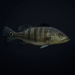 Cichla kelberi 5 cm