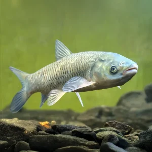 Carpa China Come Hierba 9 cm | Ctenopharyngodon idella