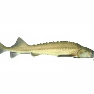 Esturión Baeri | Acipenser Baerii