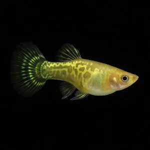 Guppy Macho Cobra Verde Amarillo | Lesbistes Reticulatus