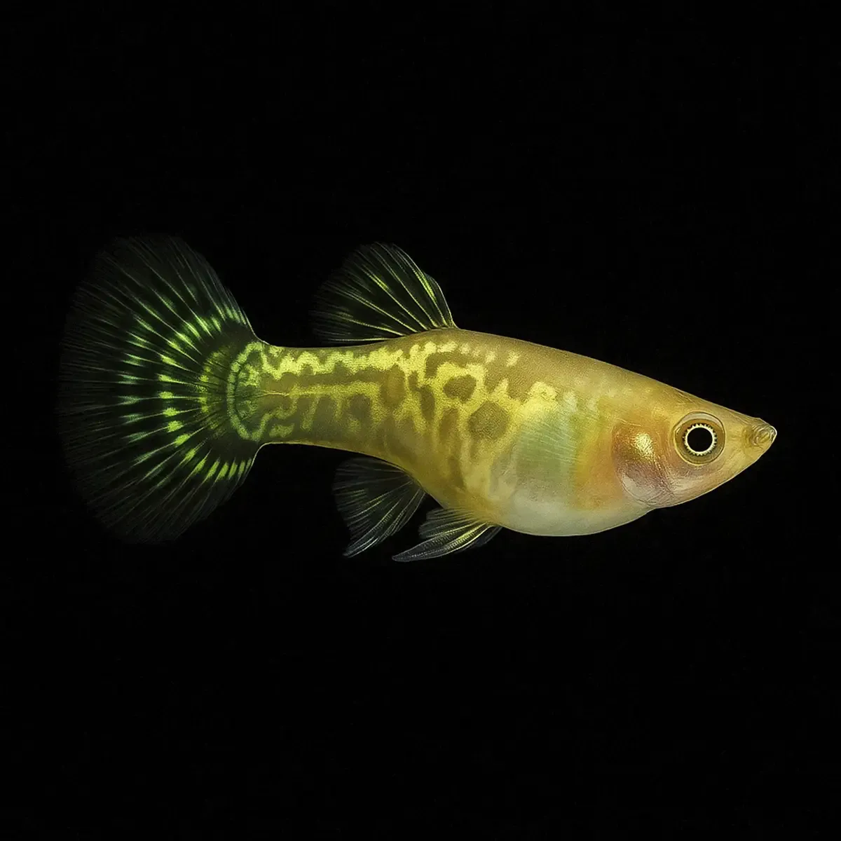 Guppy Macho Cobra Verde Amarillo | Lesbistes Reticulatus - Imagen 2