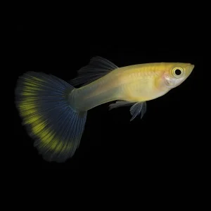 Guppy Macho Dumbo Pinguino | Lesbistes Reticulatus