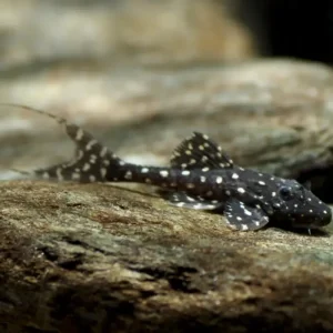 L155- Acanthicus Adonis