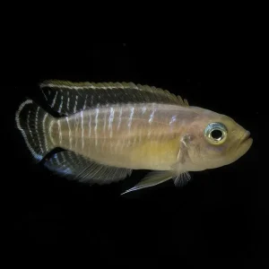 Lamprologus Brevis