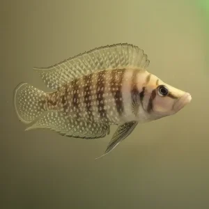 Lamprologus Calvus