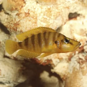 Lamprologus Compressiceps Gold