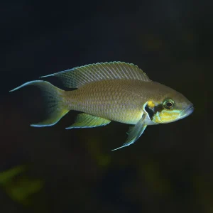 Lamprologus Brichardi (Princesa de Burundi)