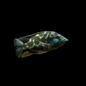 Pez Camaleón 4-5 cm | Haplochromis livingstoni