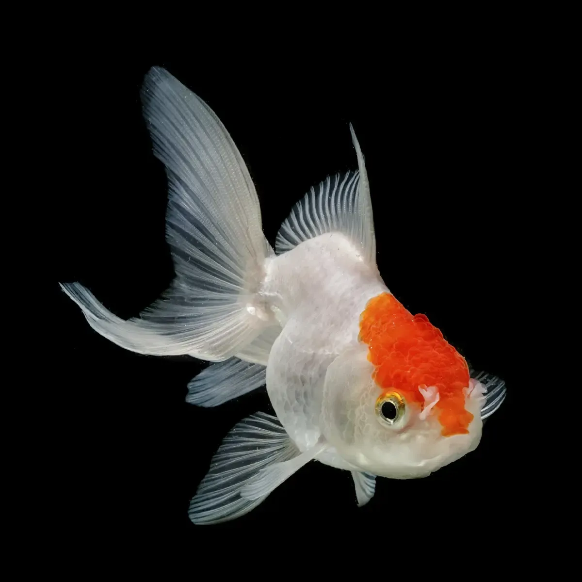 Oranda Boina Roja | Carassius auratus - Imagen 2