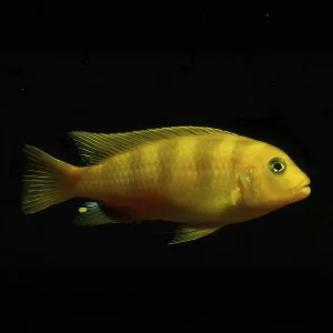 Pseudotropheus Lombardoi