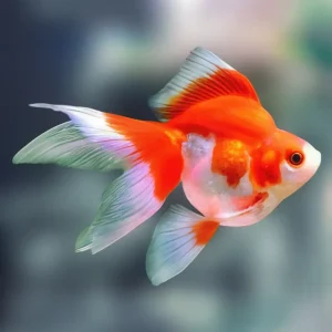 Ryukin Rojo Blanco | Carassius Auratus