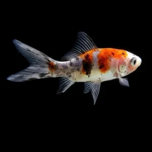 Shubunkin | Carassius Auratus