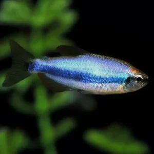 Tetra Emperador Super Blue – Impaichthys kerri