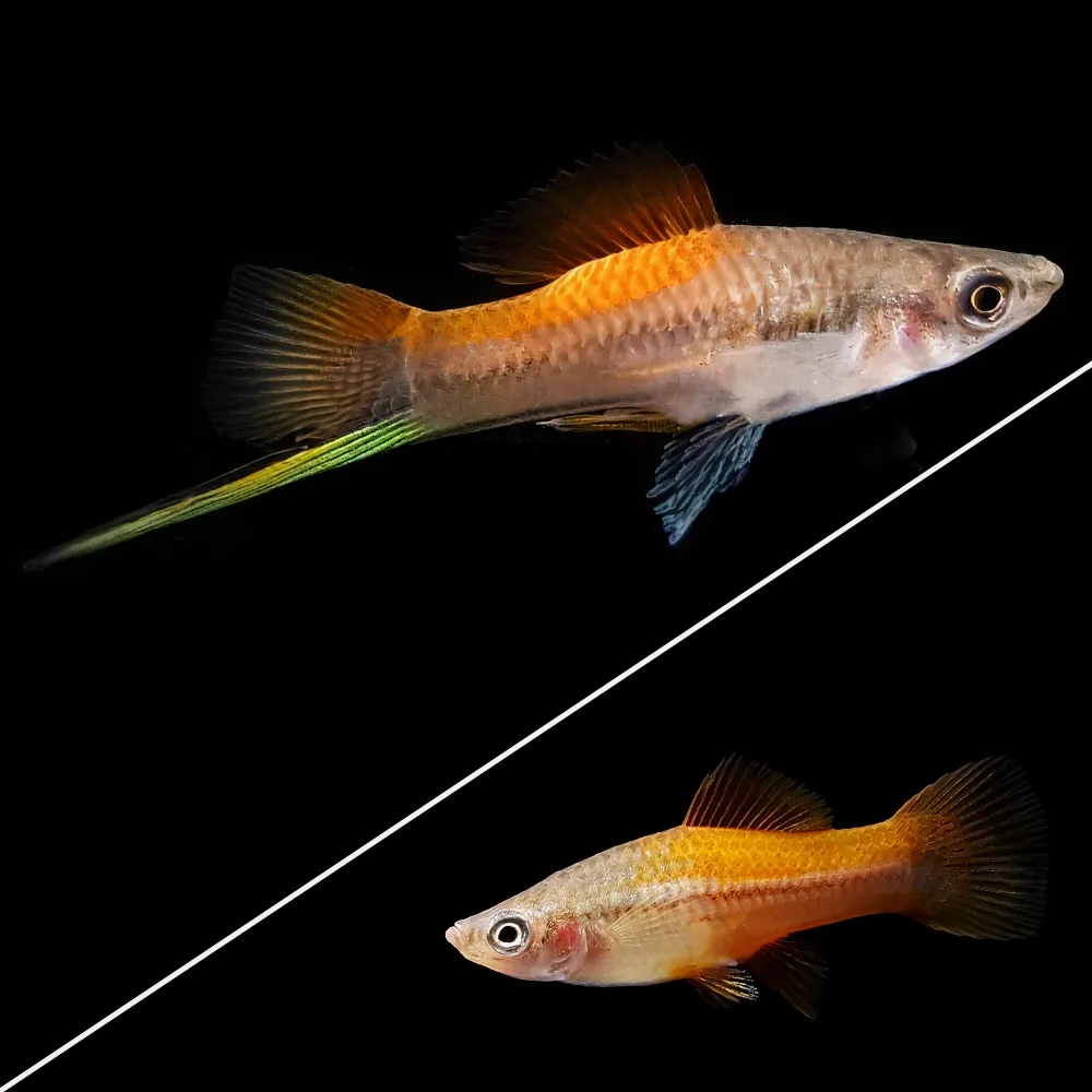 Xipho Neón | Xiphophorus helleri PAREJA - Imagen 2
