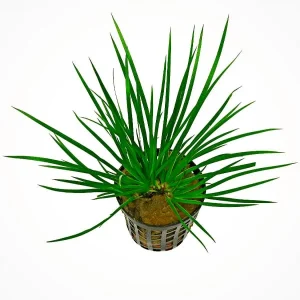 Acorus Gramineus Variegatus