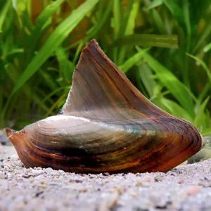 Almeja de Agua Dulce | Hyriopsis bialatus