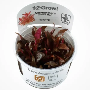 Alternanthera Reineckii Mini