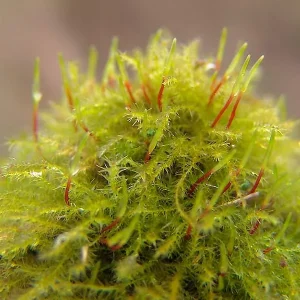 Amblystegium Serpens