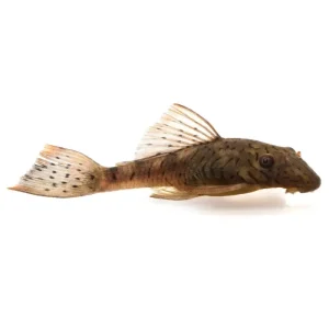 Ancistrus sp criado 3-4 cm