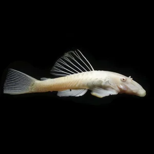 Ancistrus Albino | Ancistrus sp. ~