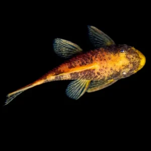 Ancistrus calico | Ancistrus SP