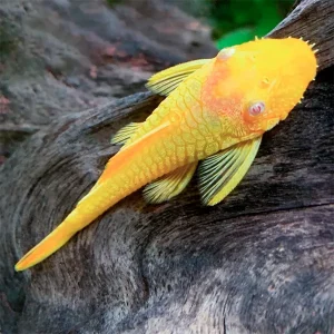 Ancistrus Gold criado 3-4 cm