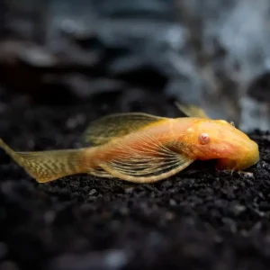Ancistrus Oro Velo | Ancistrus SP
