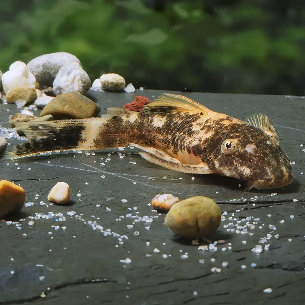 Ancistrus Lava LDA 16 - Imagen 2