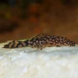 Ancistrus SP Rio Paraguay