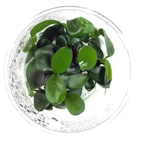 Anubia Barteri Gabon