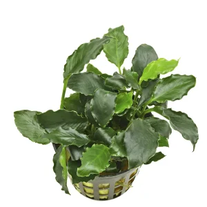 Anubias Barteri Mini Kirin