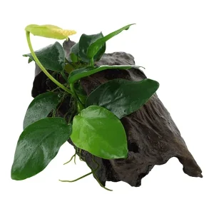 Anubias Barteri Nana enraizada en tronco