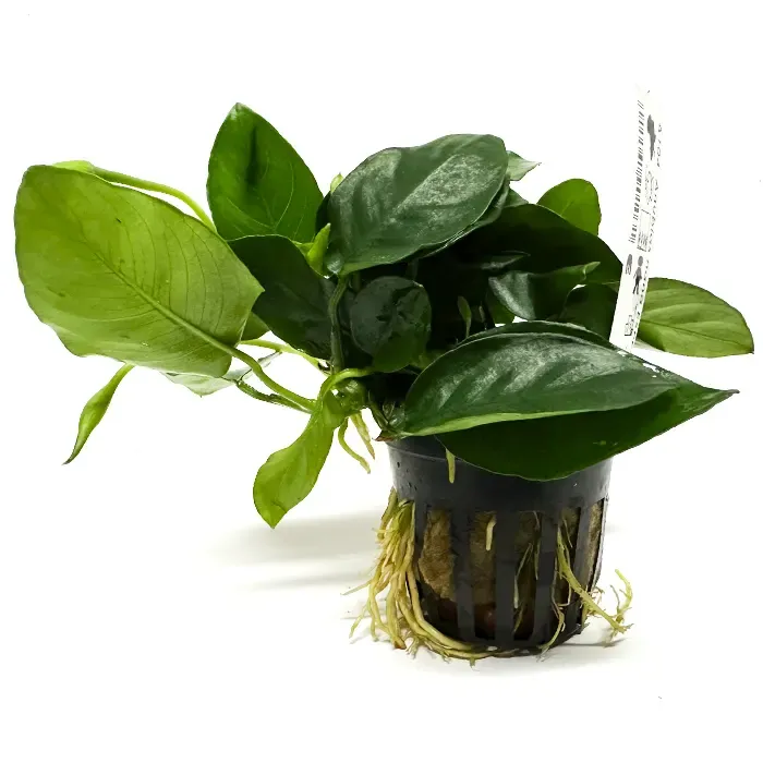 Anubias Barteri var. Nana Especial