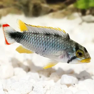 Apistograma Pandurini | PAREJA