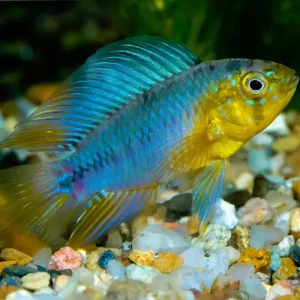 Apistograma Borellii | PAREJA