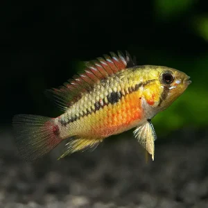 Apistograma Hongsloi | PAREJA