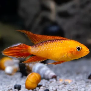 Apistrograma Agassizii Rojo Fuego | PAREJA